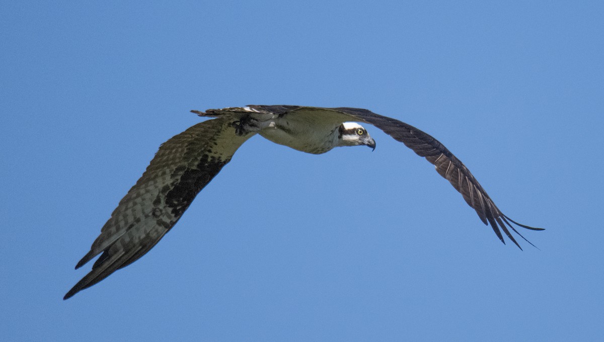 Osprey - ML588349611