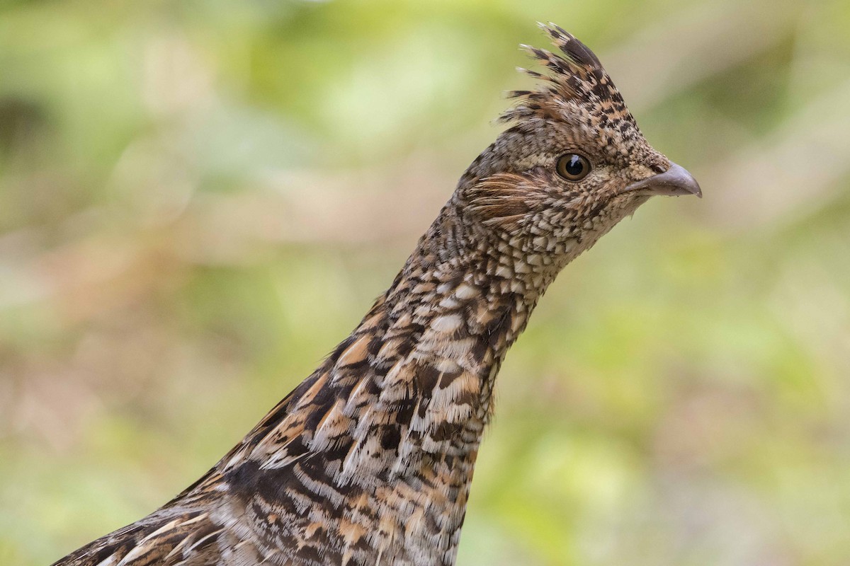 Ruffed Grouse - ML588349671