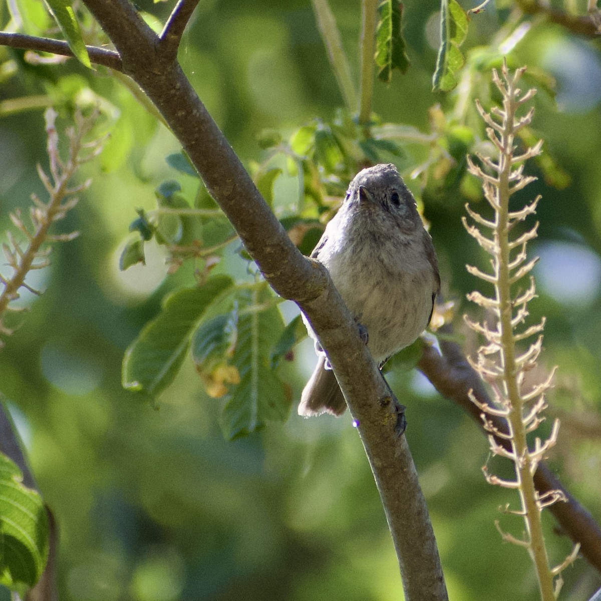 Oak Titmouse - ML588350771