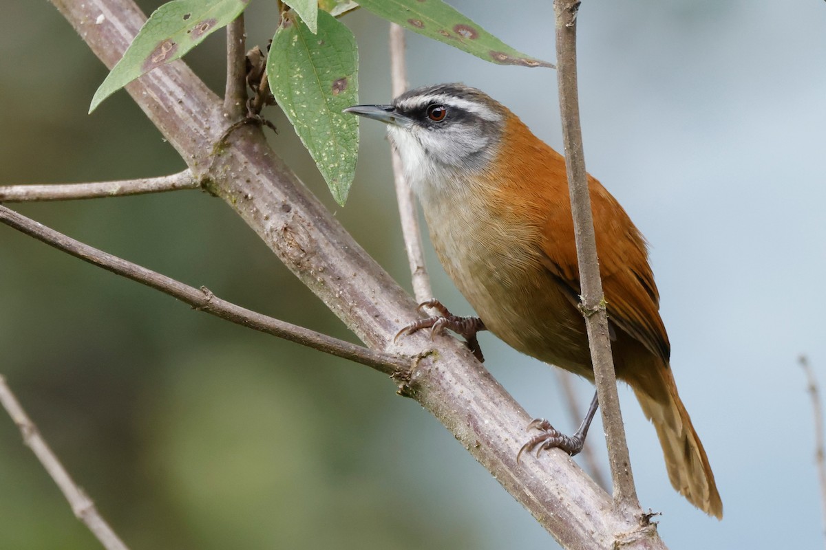 Plain-tailed Wren - John Mills