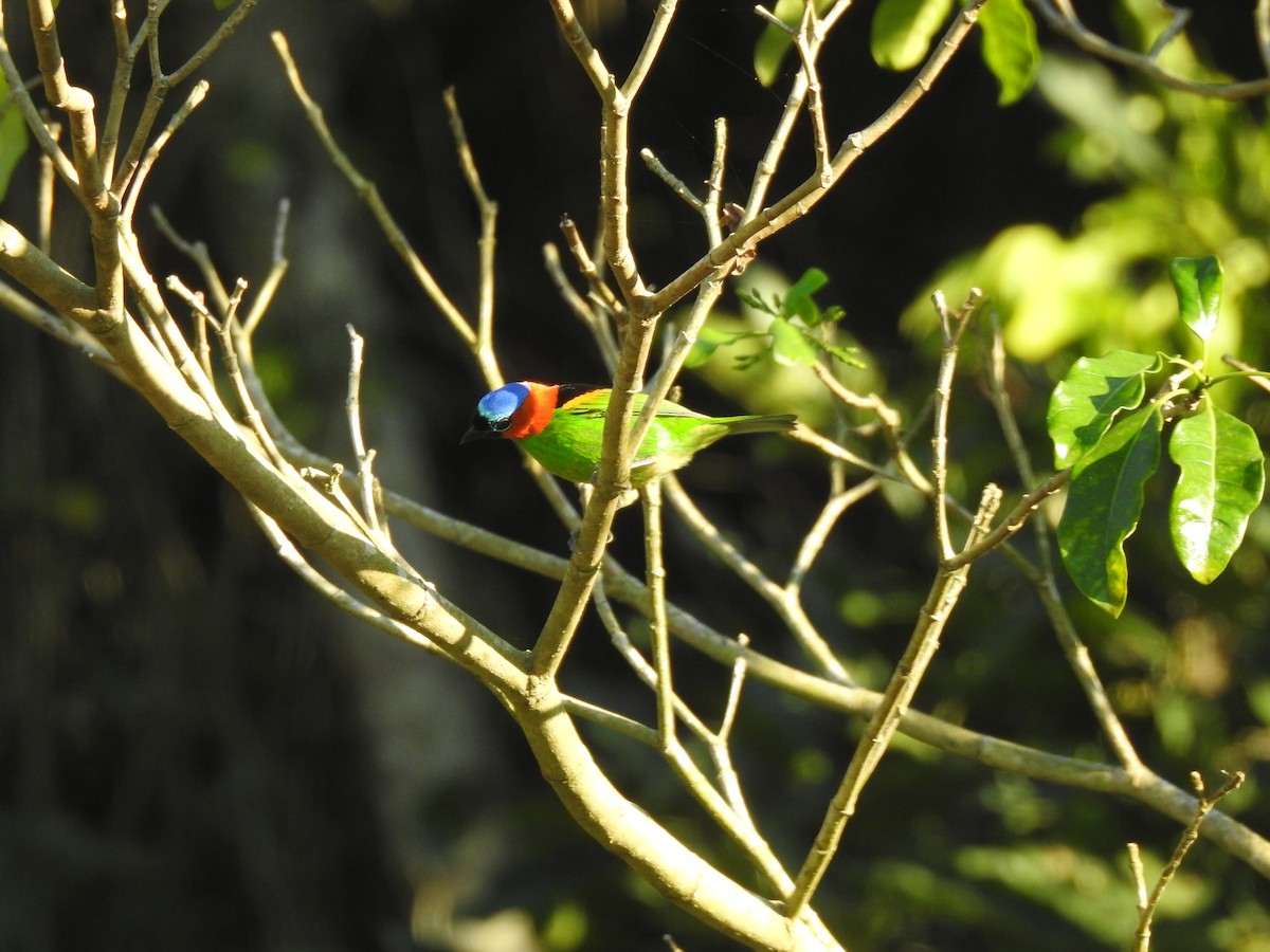 Red-necked Tanager - ML588351121