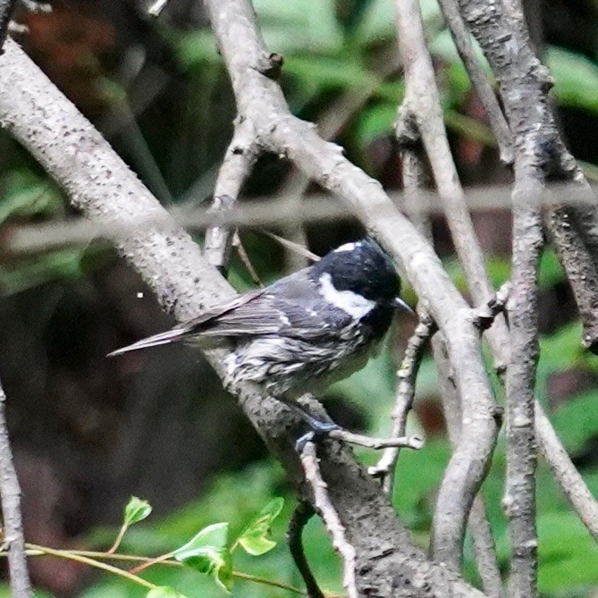 Coal Tit - Nicole Ning