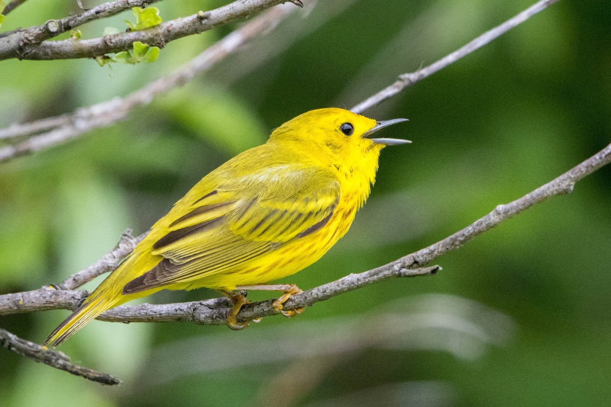 Paruline jaune - ML588351941