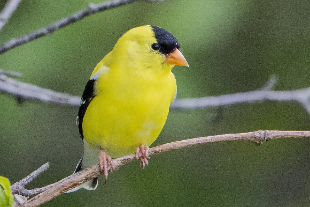 American Goldfinch - ML588351961