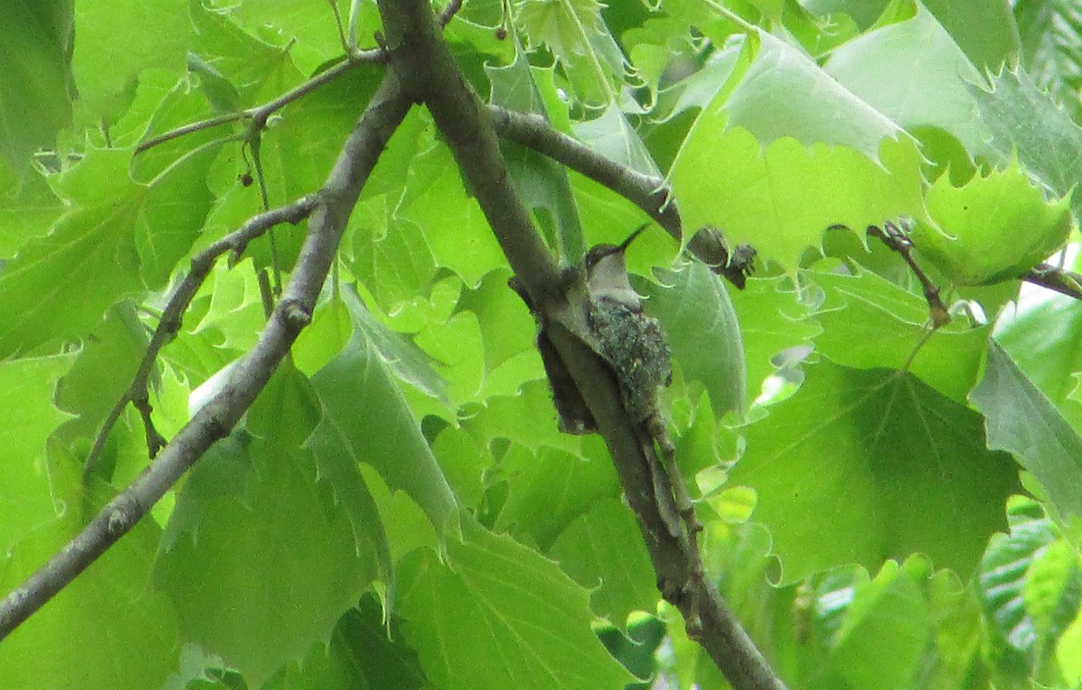 Ruby-throated Hummingbird - ML58835211