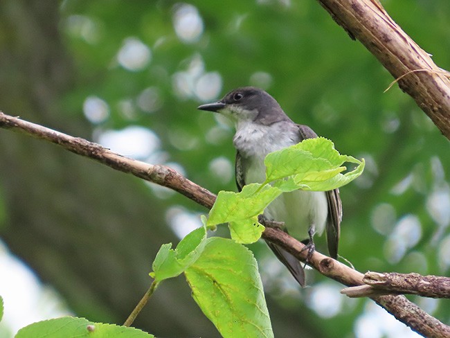 Eastern Kingbird - ML588352151