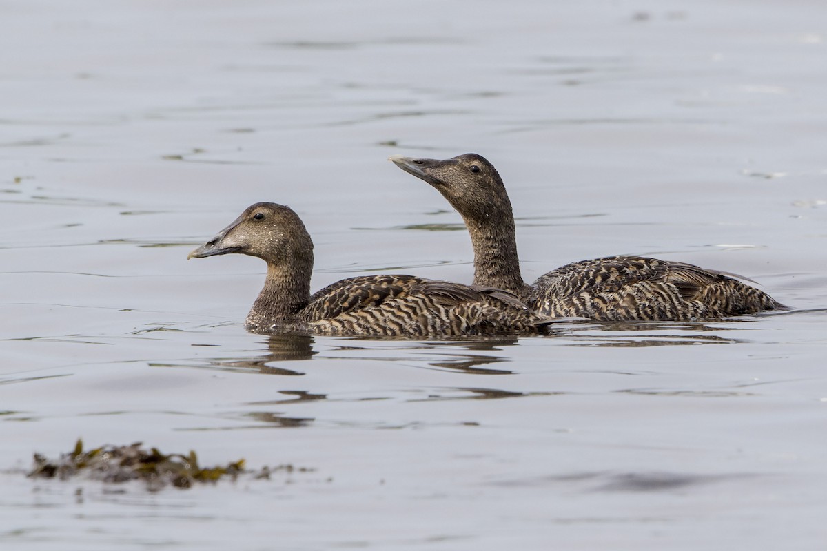 Common Eider - ML588352231