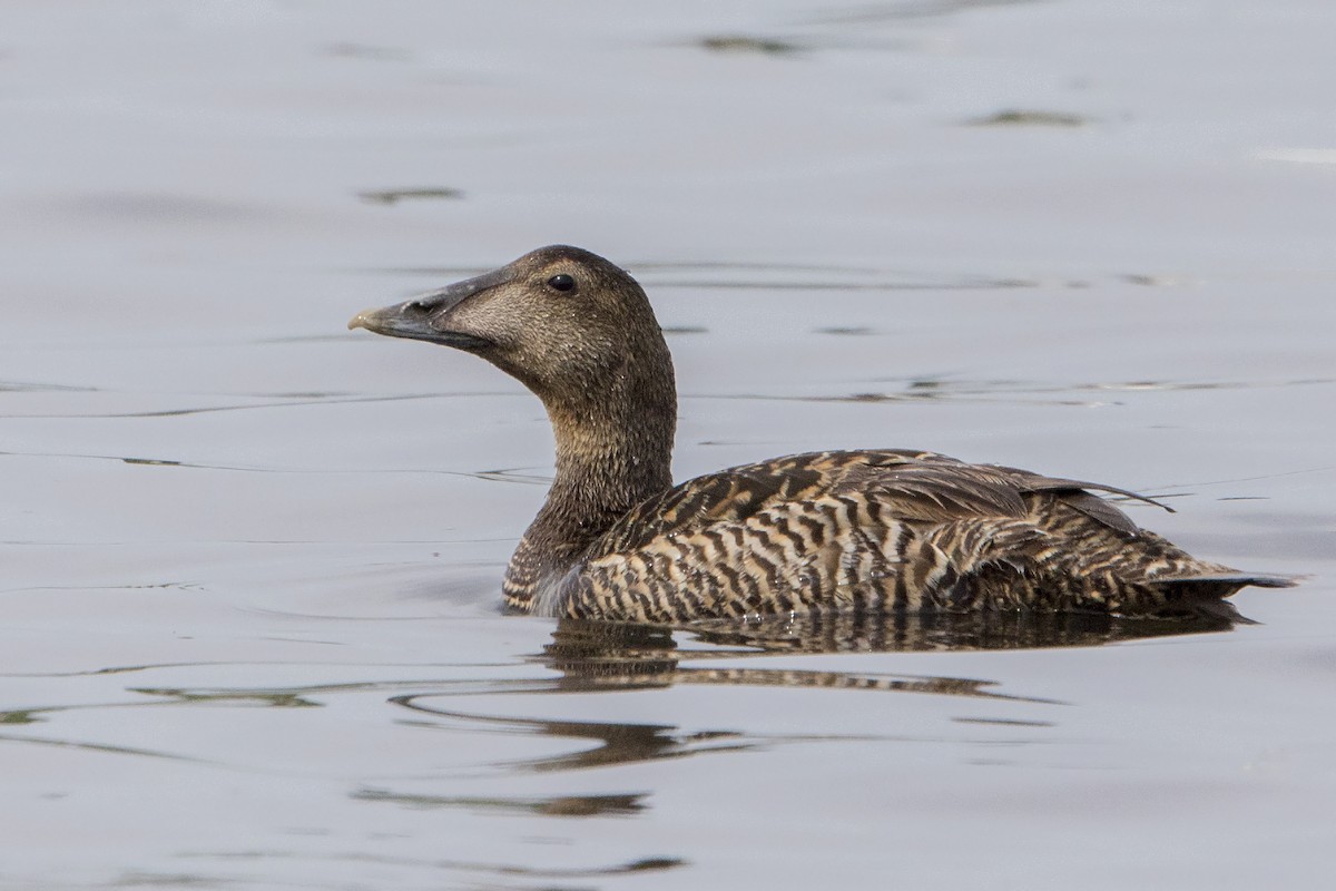 Common Eider - ML588352241