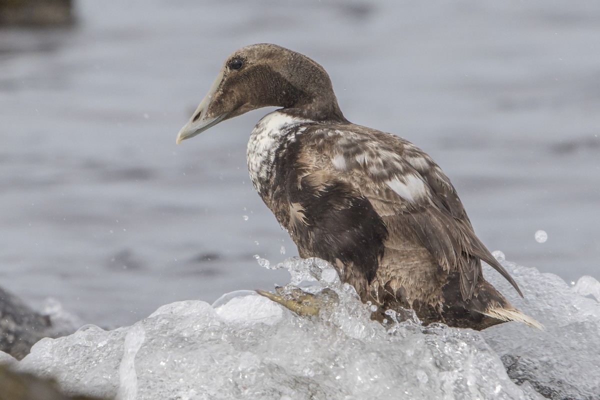 Common Eider - ML588352251