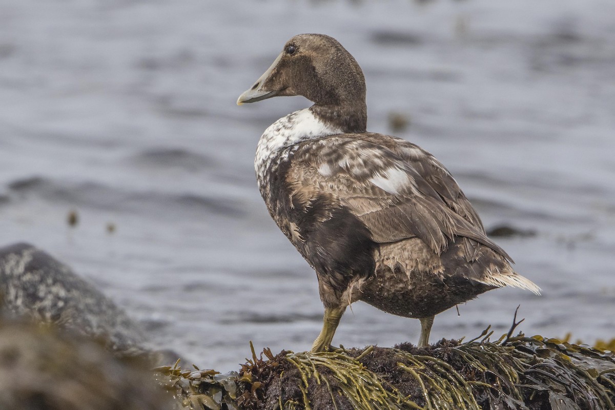 Common Eider - Bradley Hacker 🦜