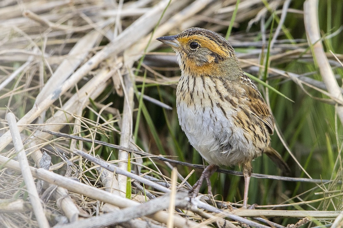 Saltmarsh Sparrow - ML588352311