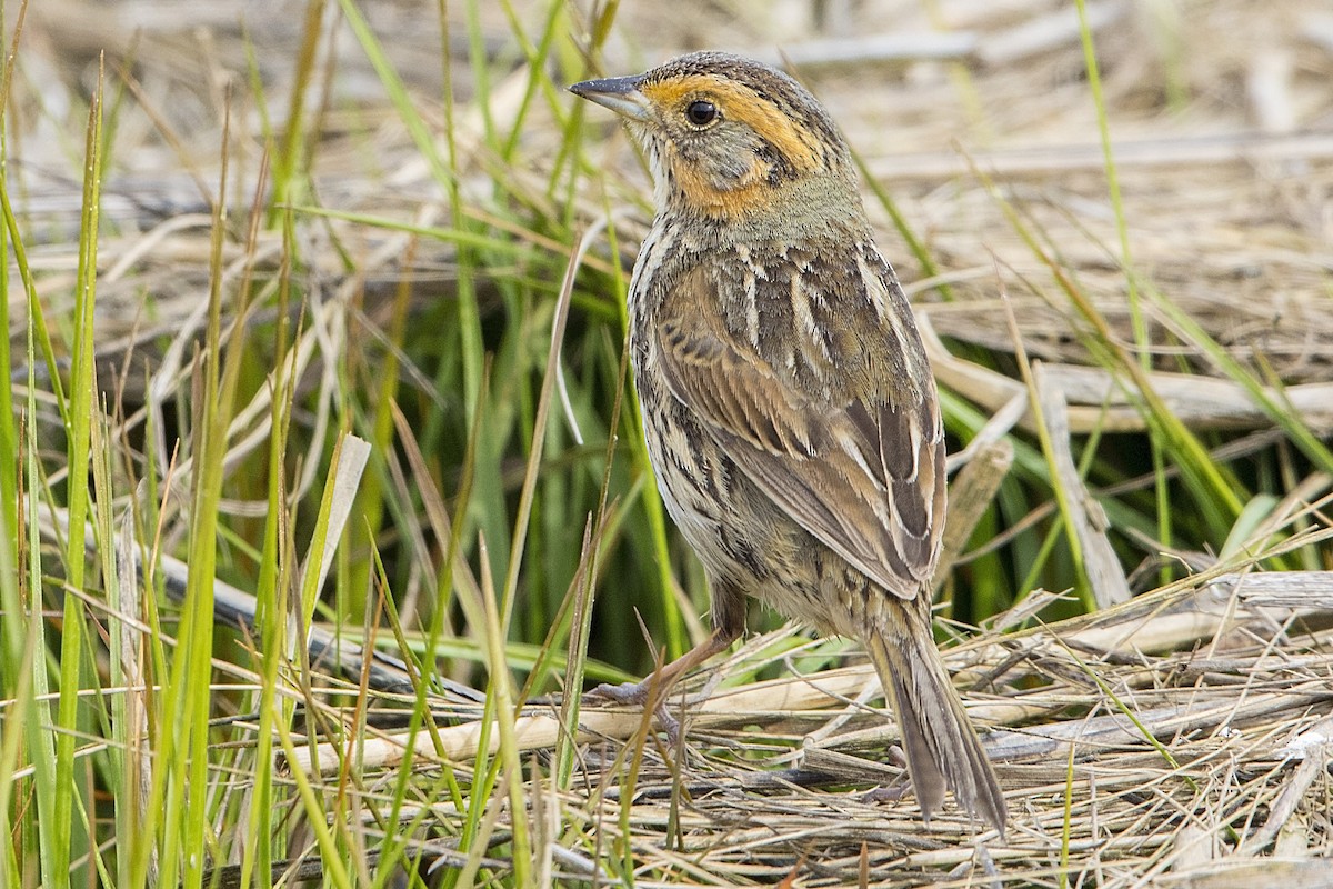 Saltmarsh Sparrow - ML588352321