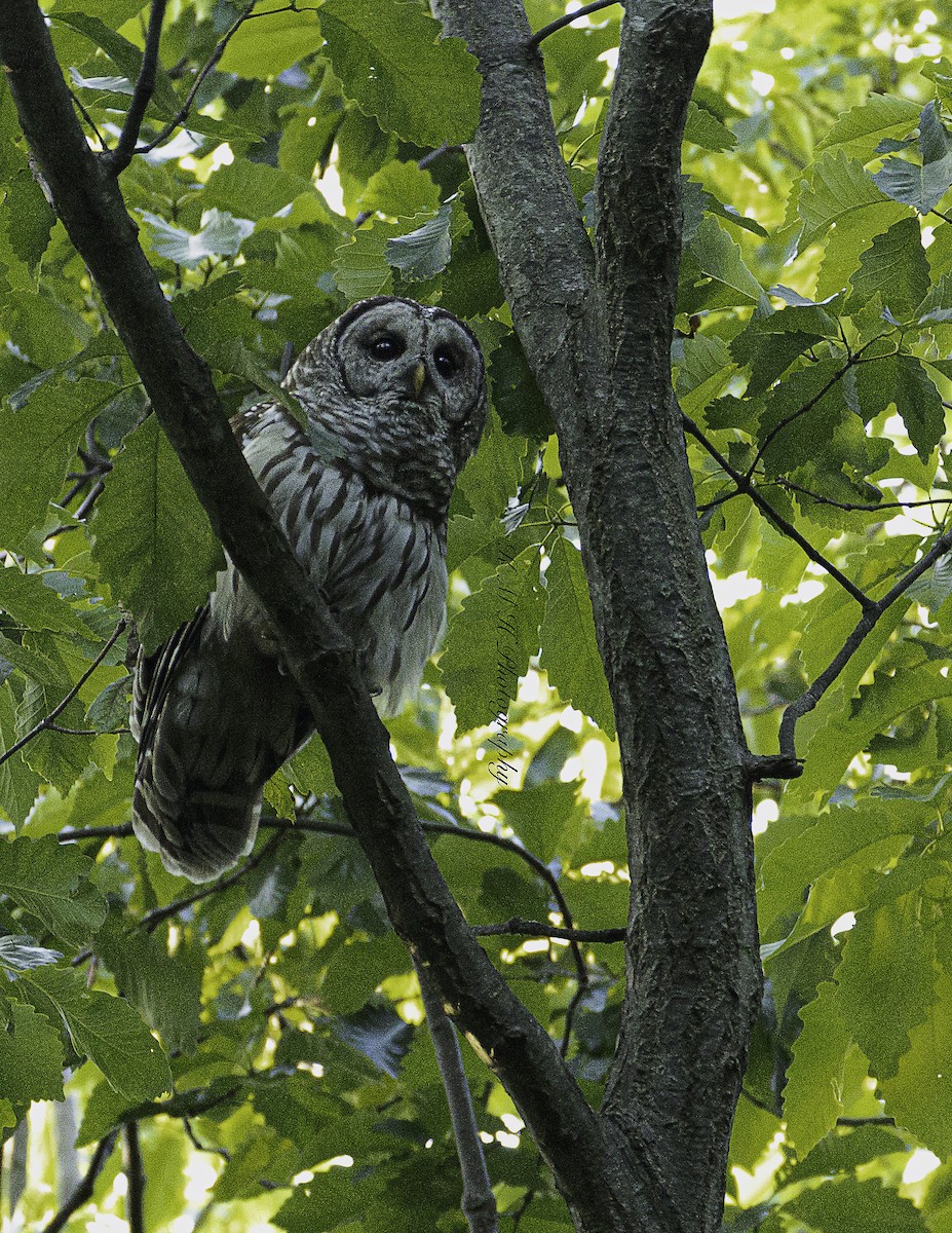 Barred Owl - ML588353031