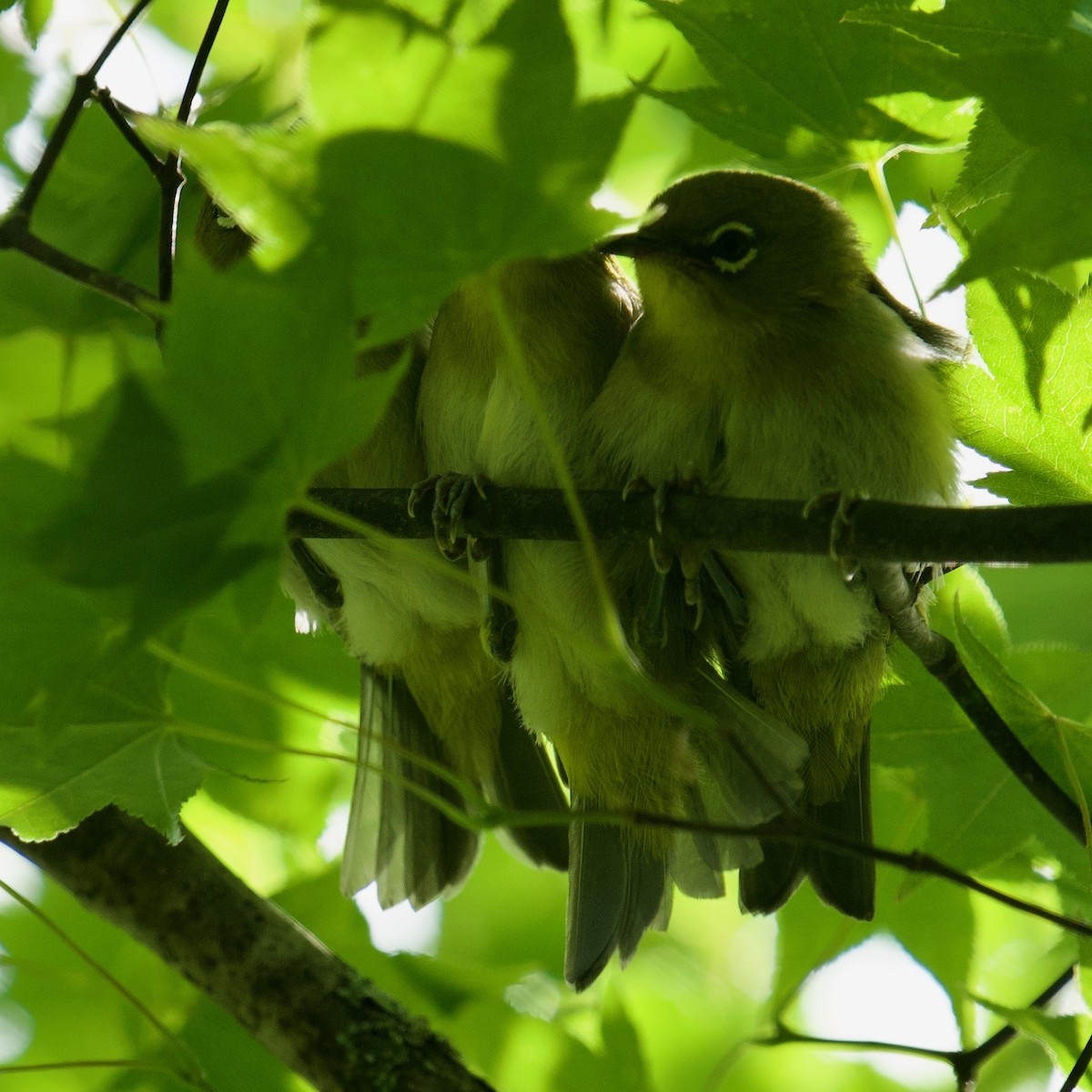 Warbling White-eye - ML588353381