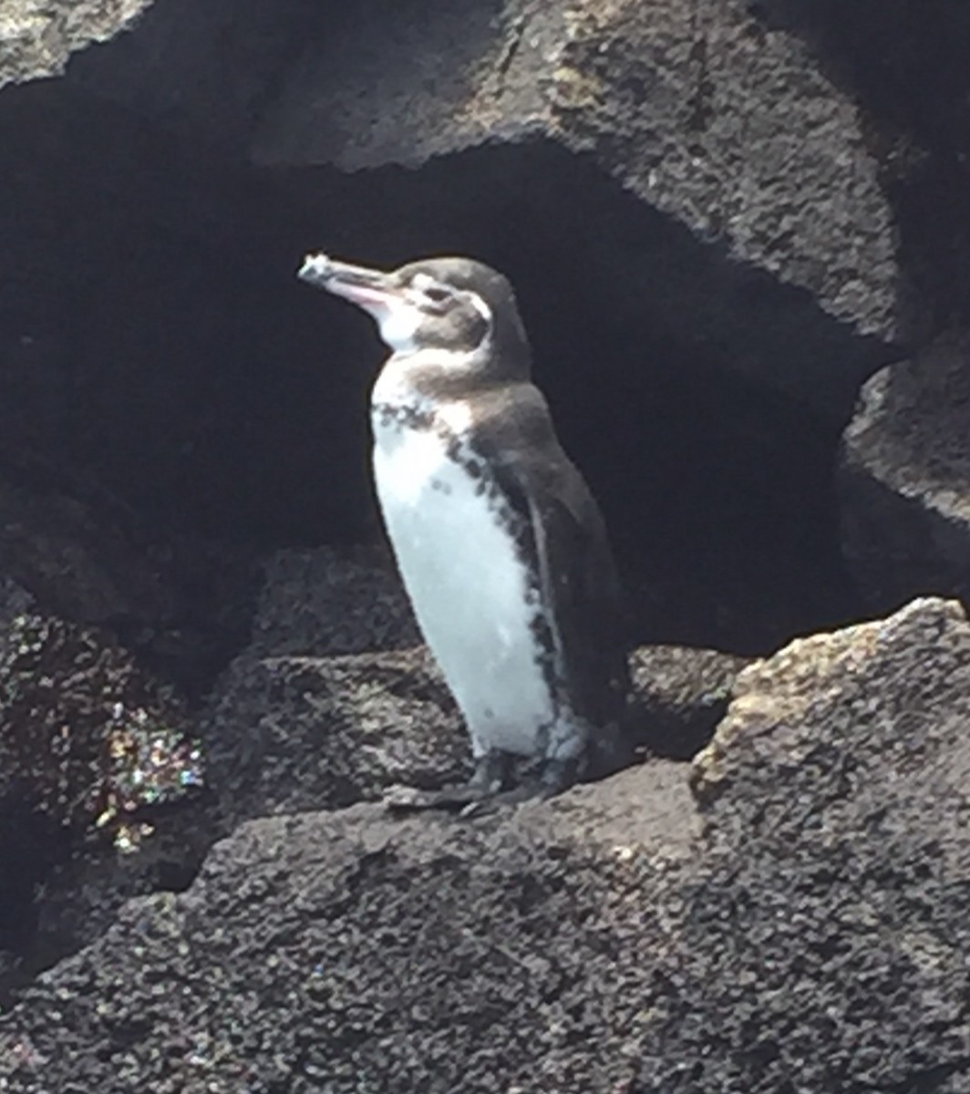 Галапагосский пингвин - ML588353761