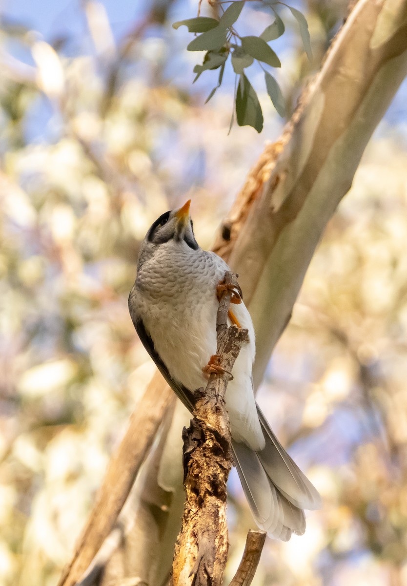 Noisy Miner - ML588354401