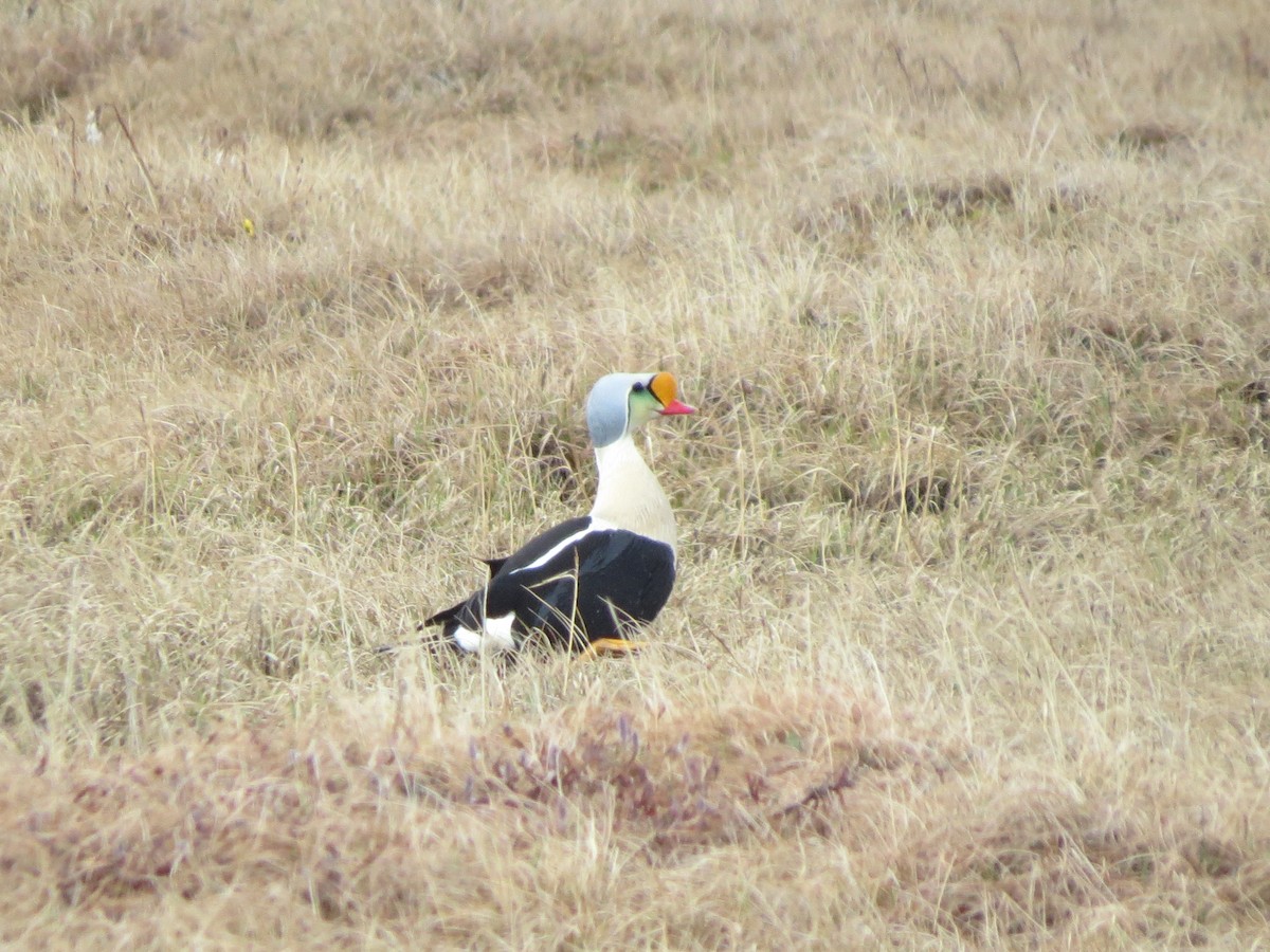 King Eider - ML588354901