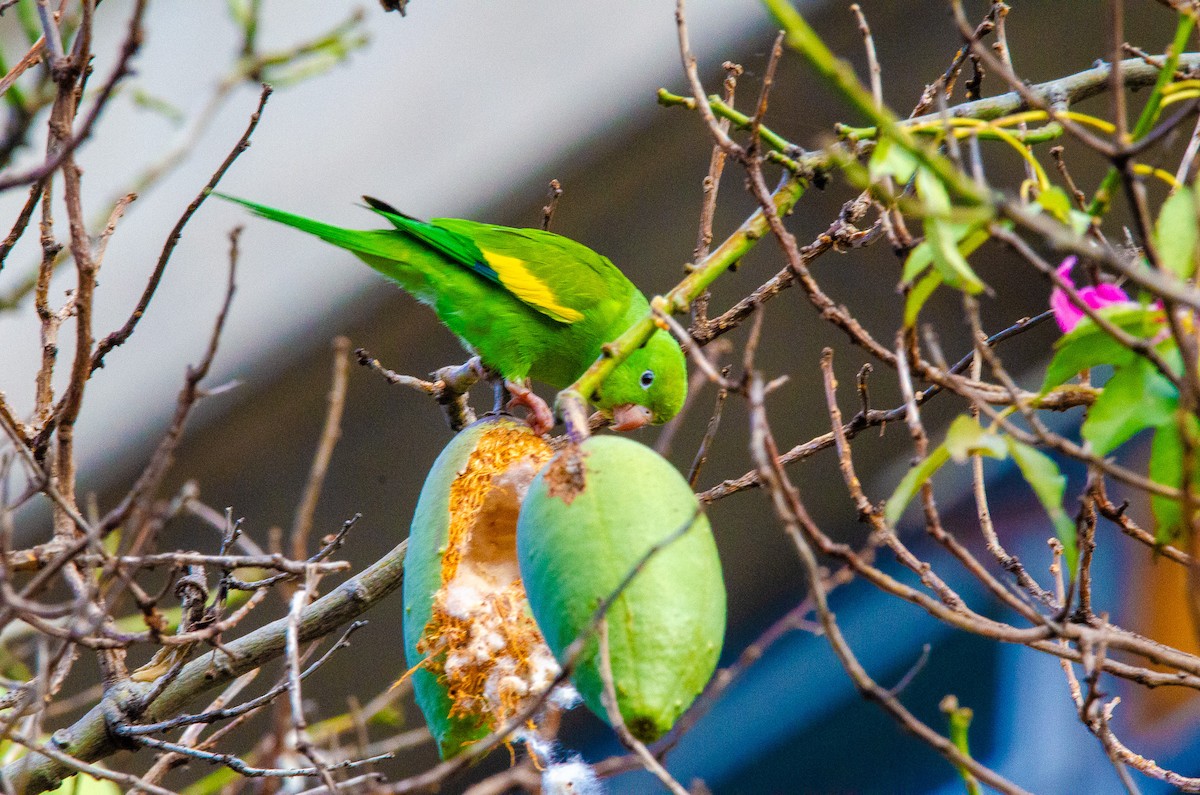 Yellow-chevroned Parakeet - ML588355011