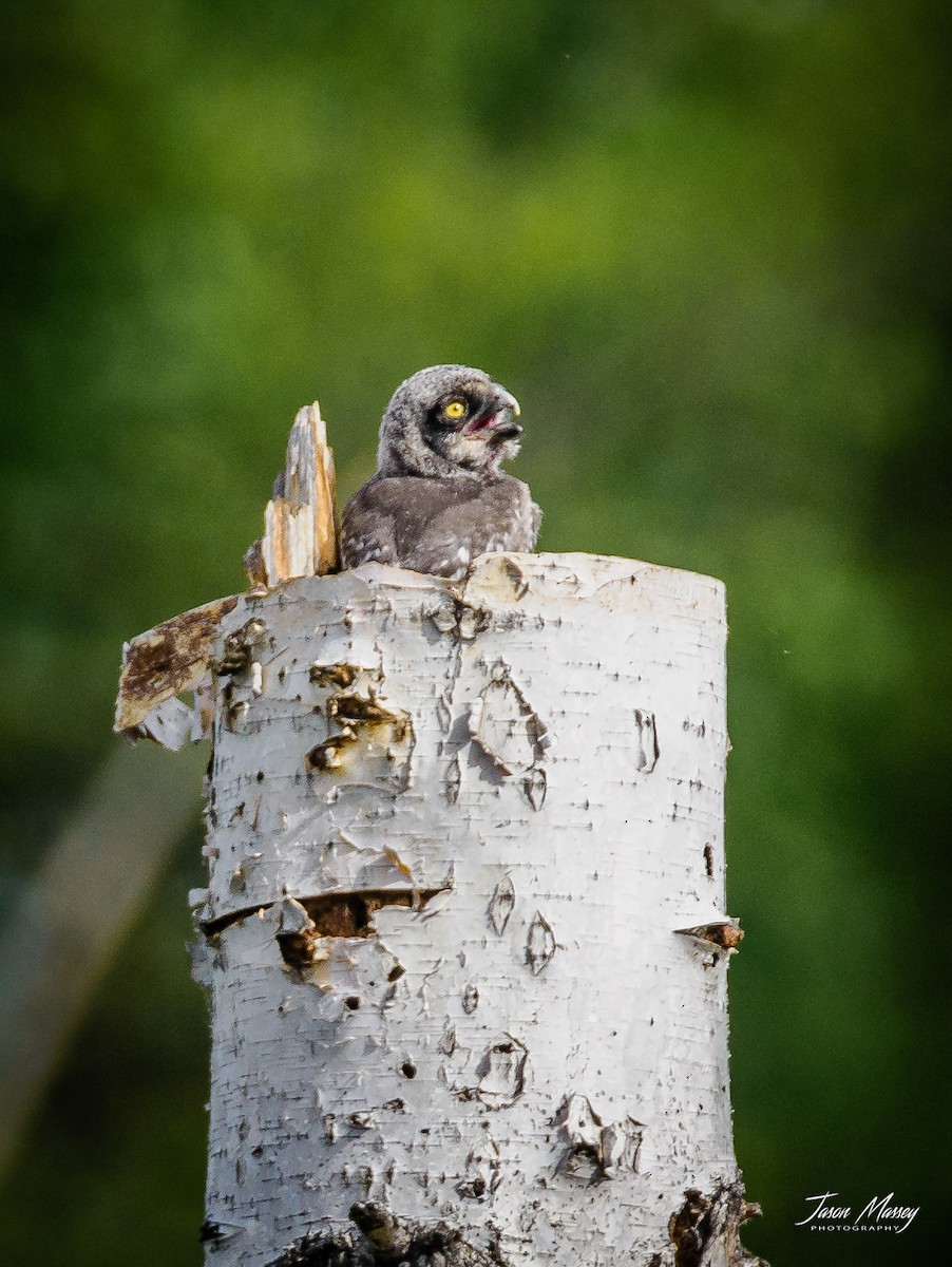 Northern Hawk Owl - ML588355631