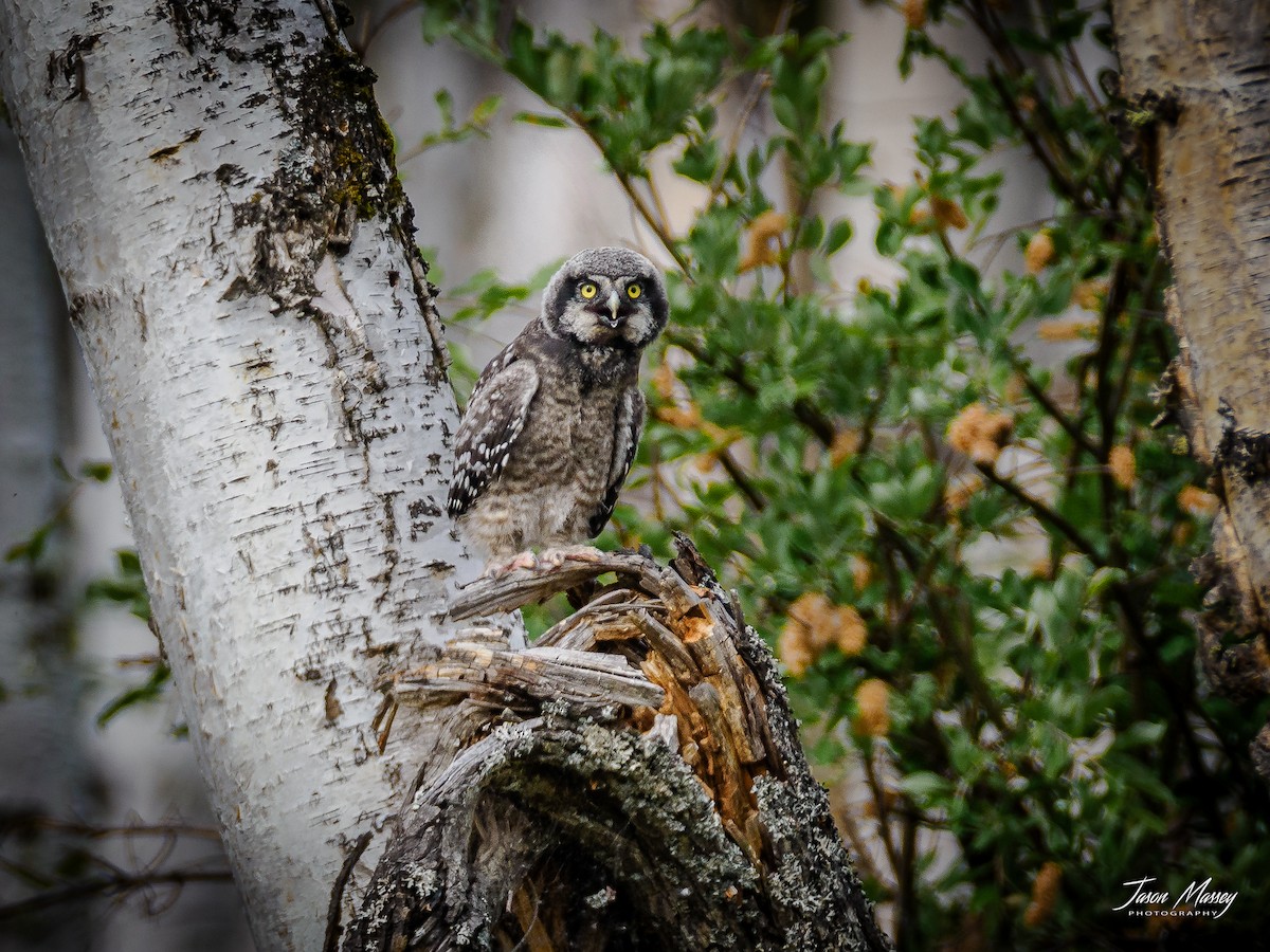 Northern Hawk Owl - ML588355641