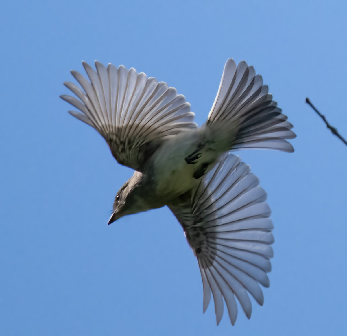 Eastern Phoebe - ML588356981