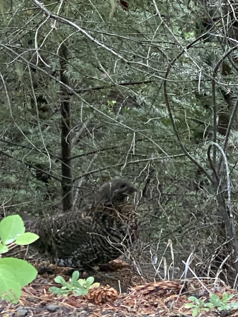 Spruce Grouse - ML588357091