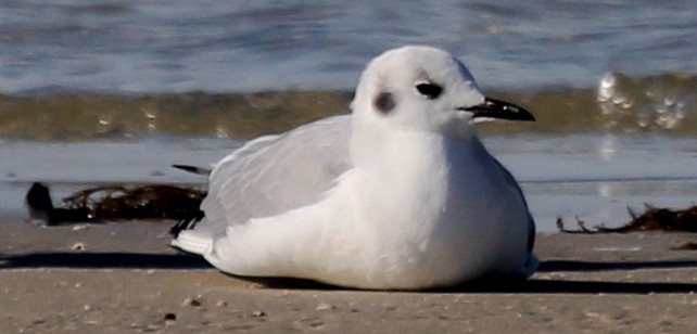 Mouette de Bonaparte - ML58835781