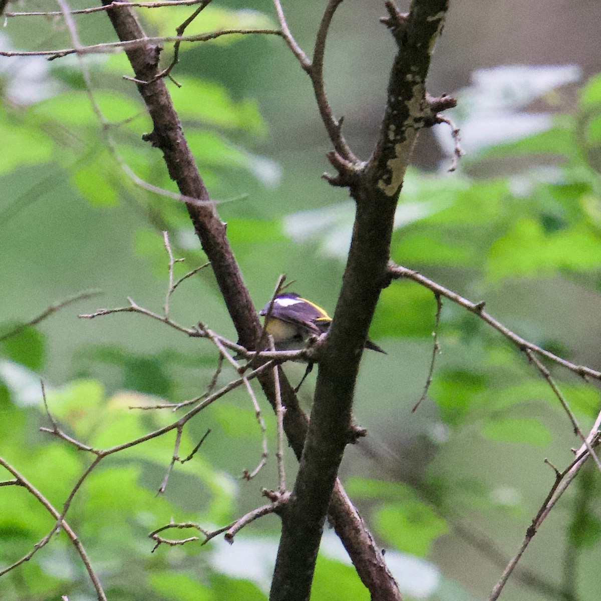 Narcissus Flycatcher - ML588357811