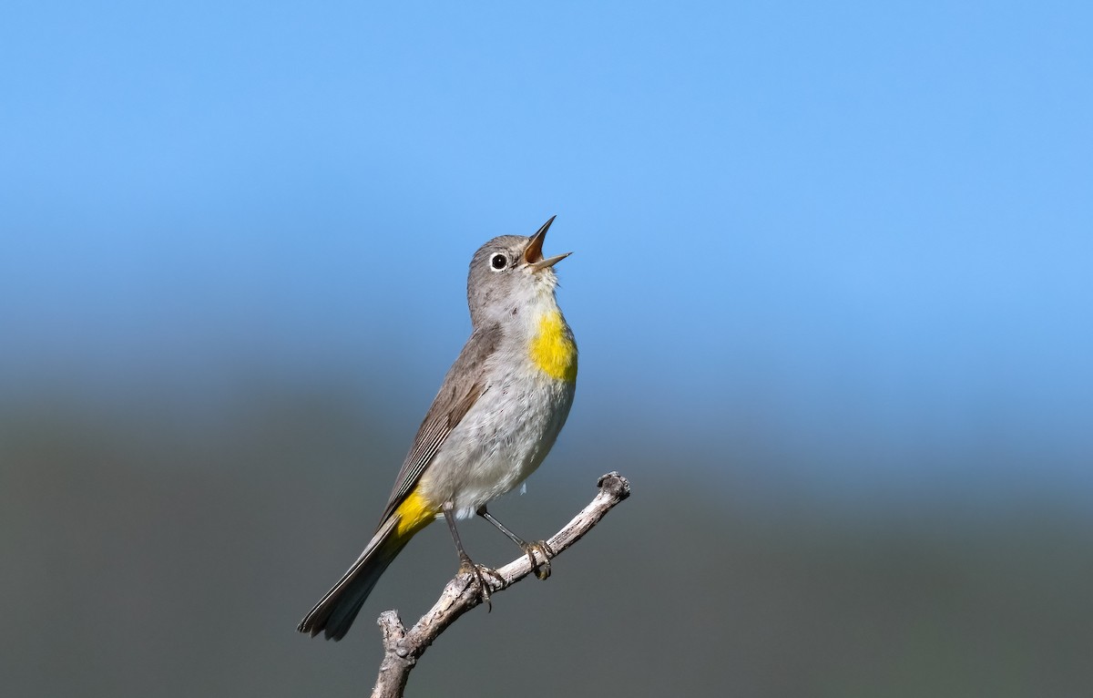 Virginia's Warbler - ML588358171