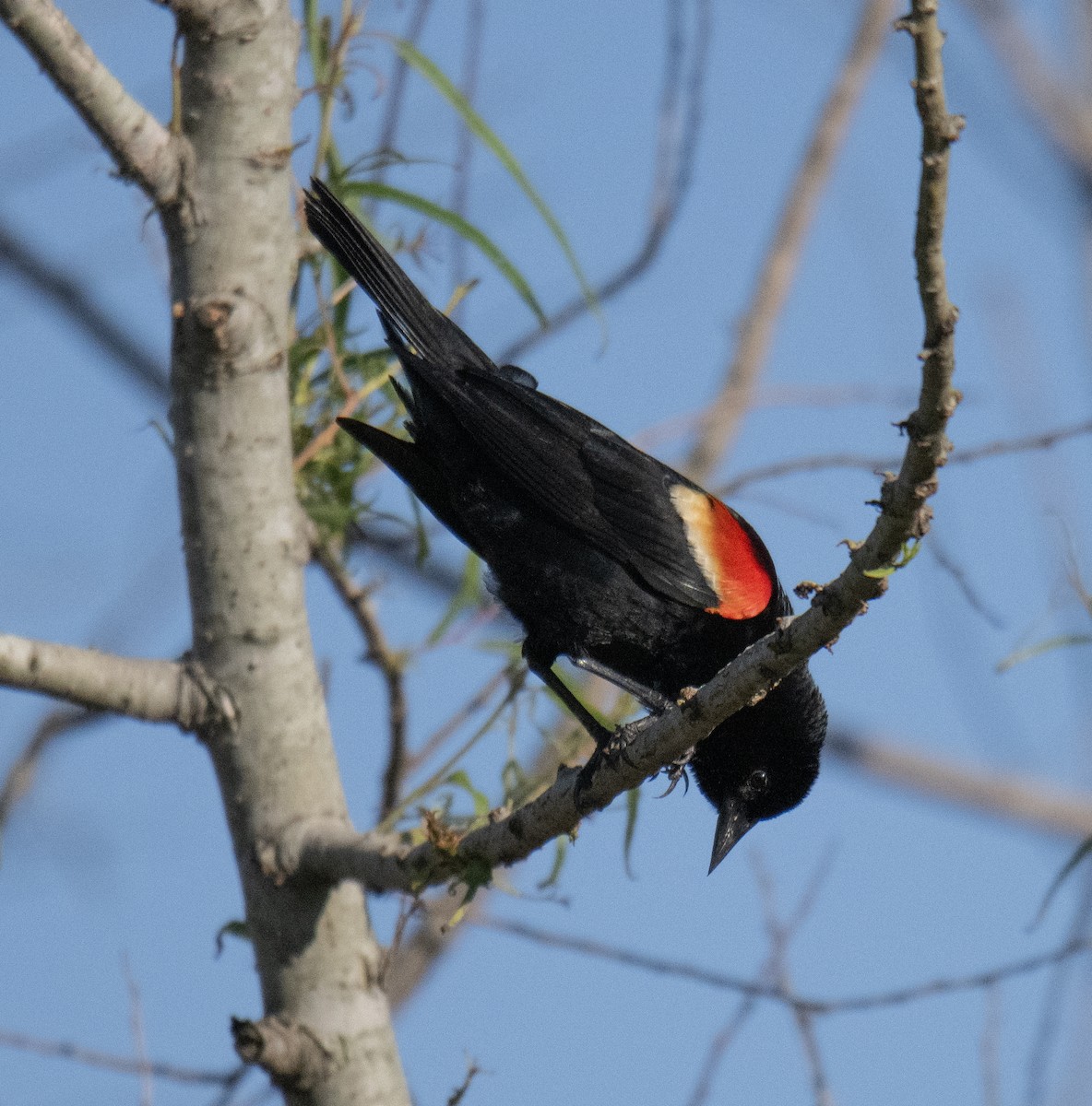 Red-winged Blackbird - ML588358511