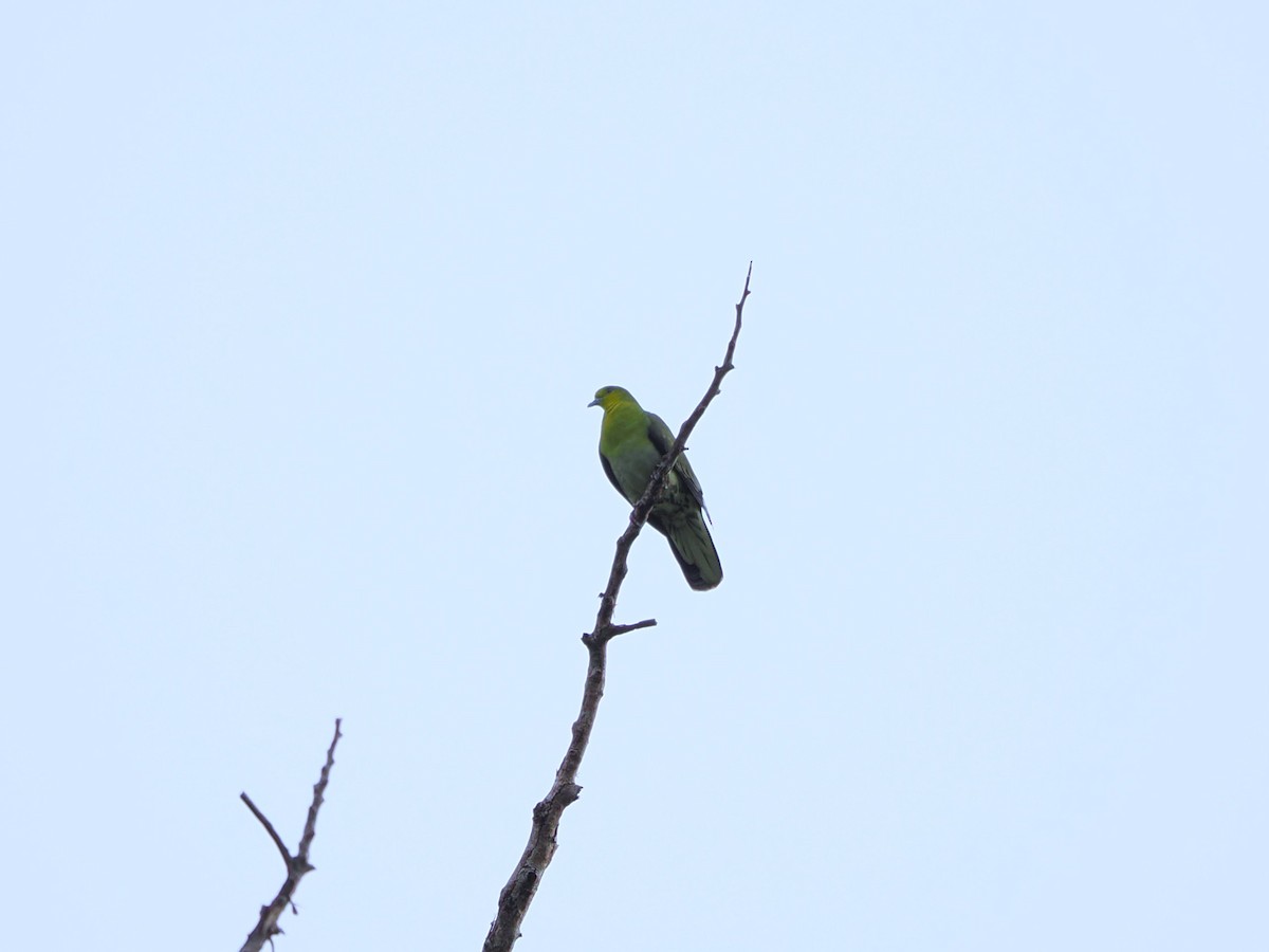 White-bellied Green-Pigeon - Kuan Chih Yu