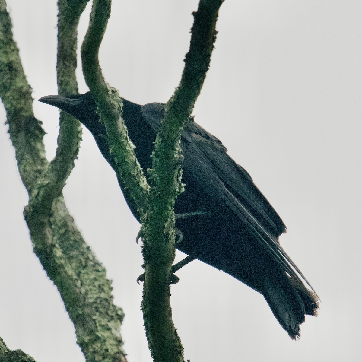 Large-billed Crow (Large-billed) - Nicole Ning