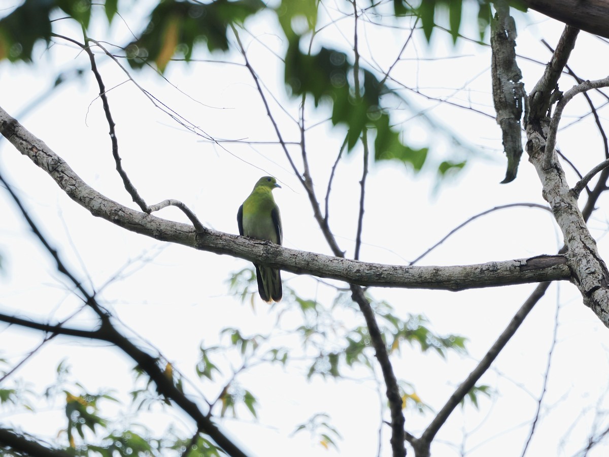 White-bellied Green-Pigeon - ML588359541