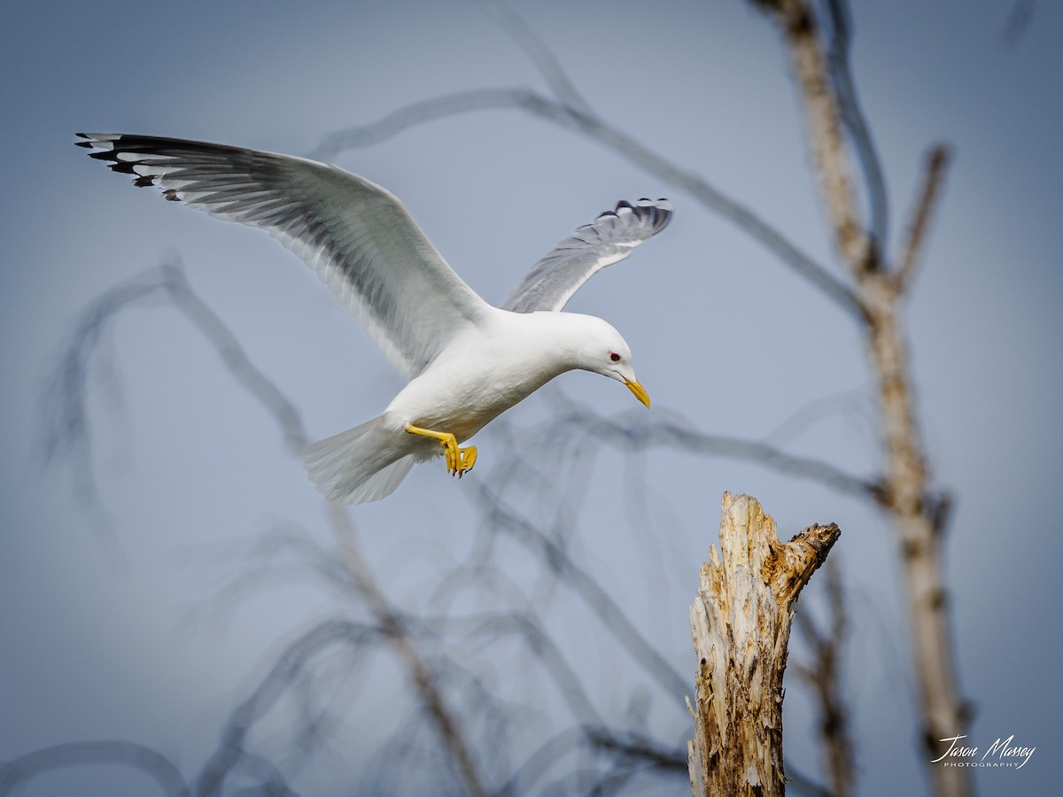 racek aljašský - ML588359981