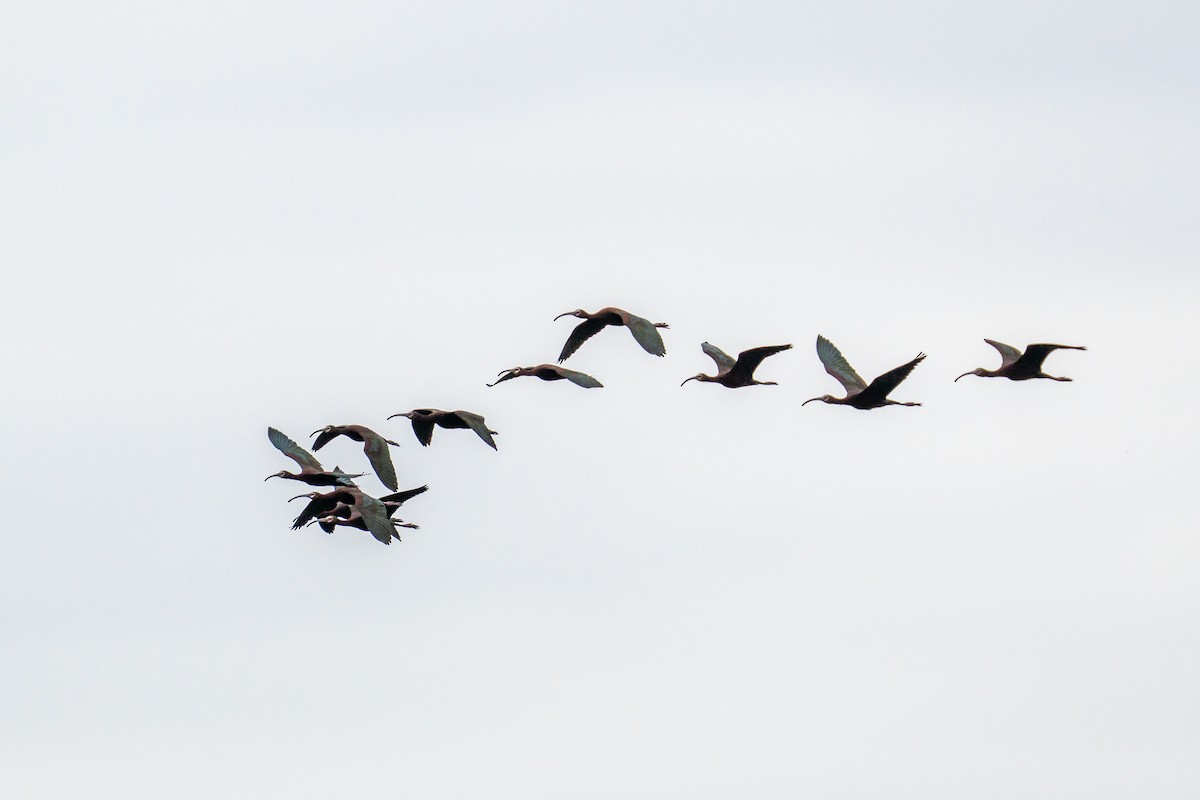 White-faced Ibis - ML588360401