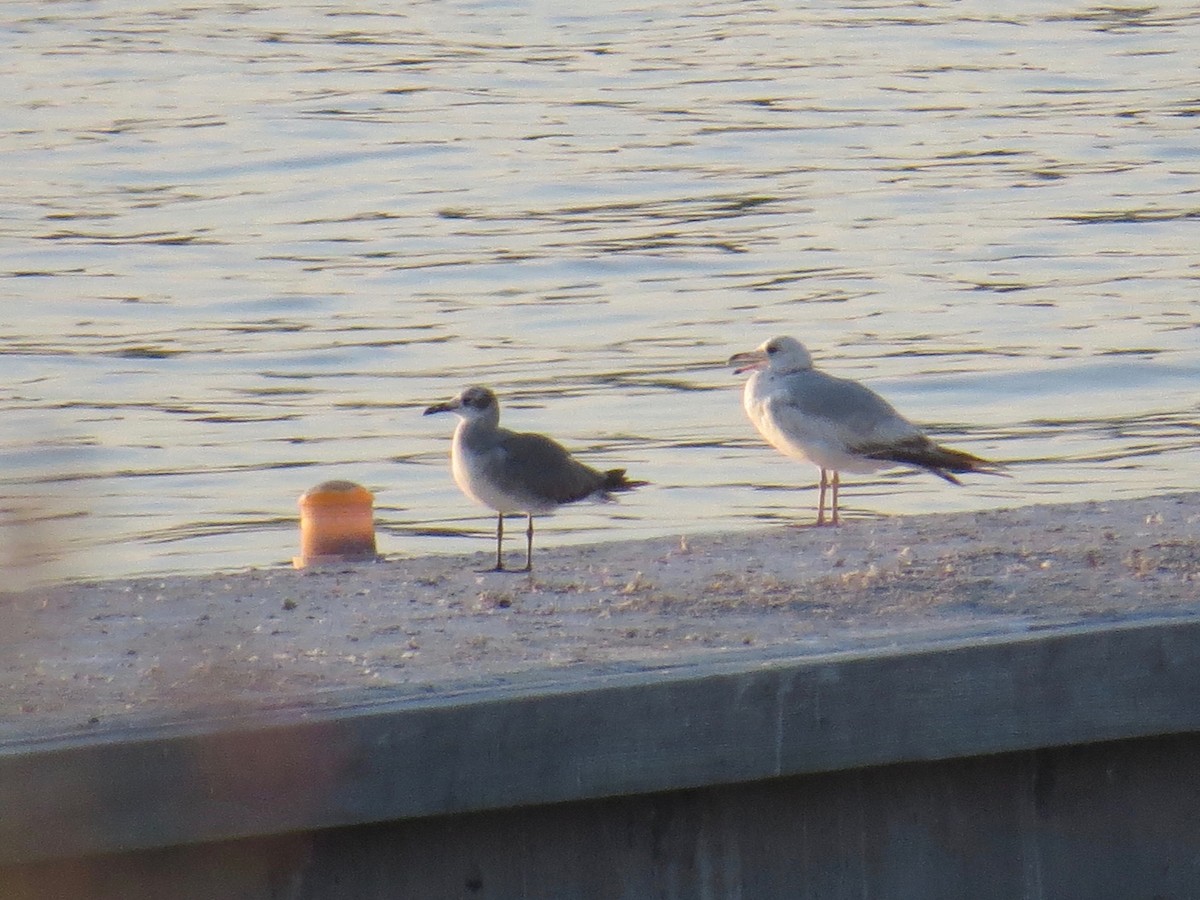 Laughing Gull - ML58836061