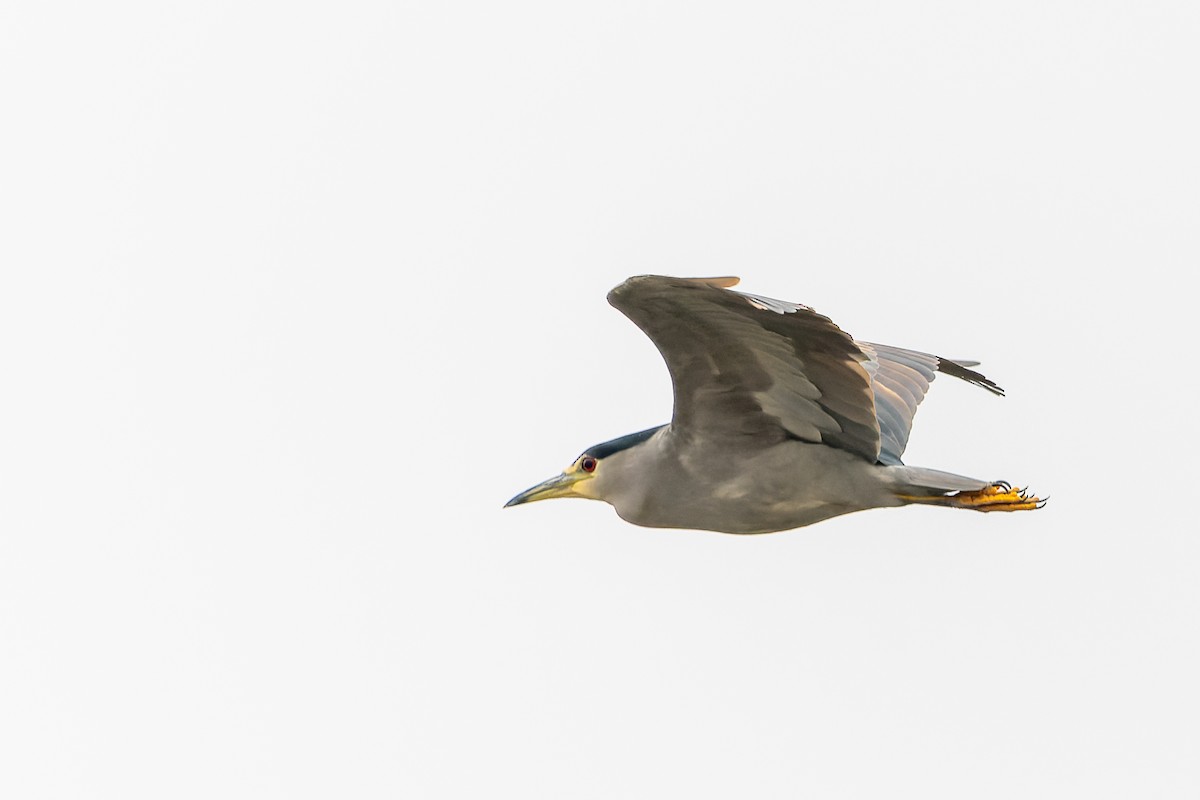 Black-crowned Night Heron - ML588360661