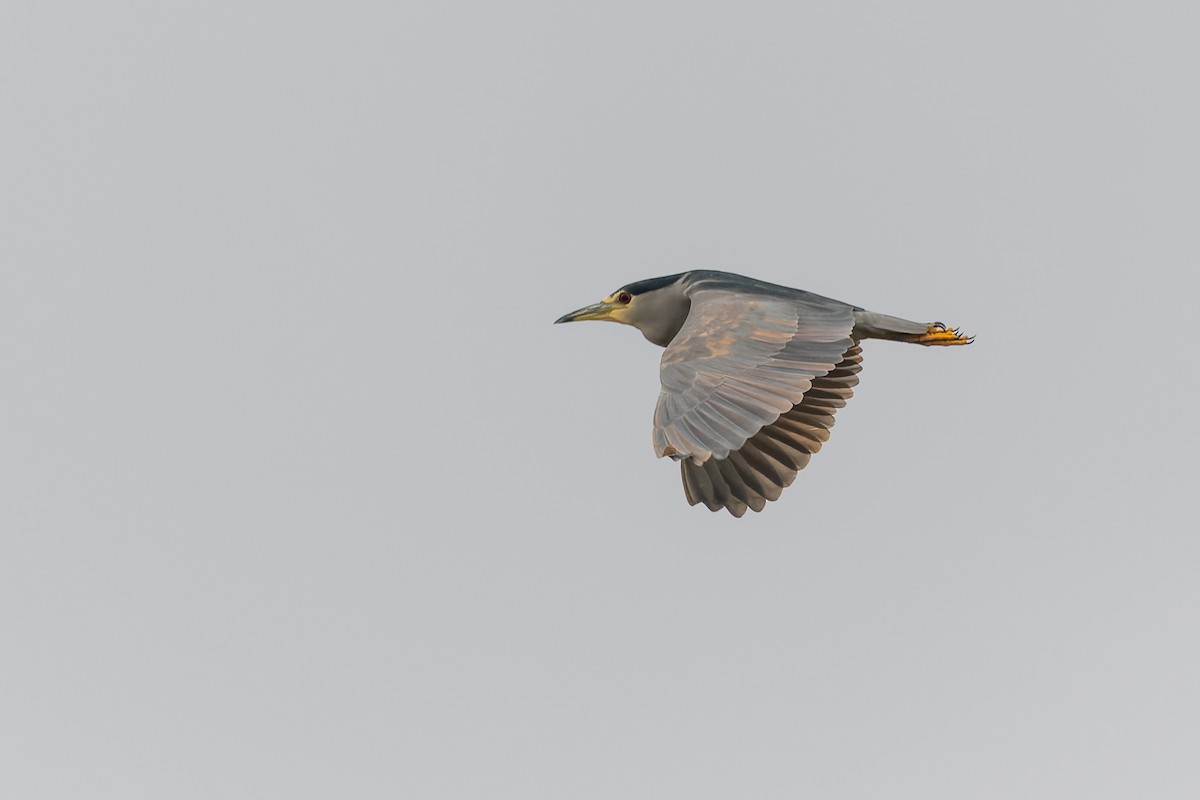 Black-crowned Night Heron - ML588360701