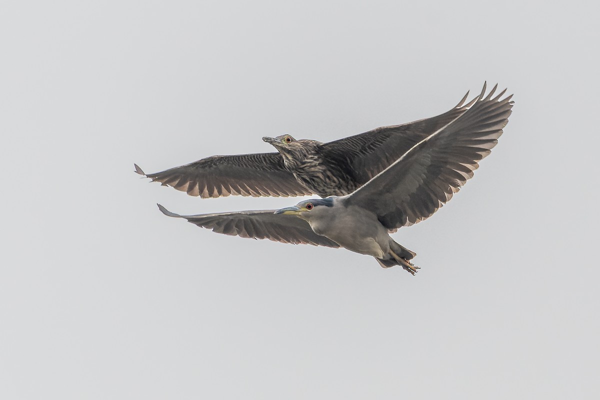 Black-crowned Night Heron - ML588360781