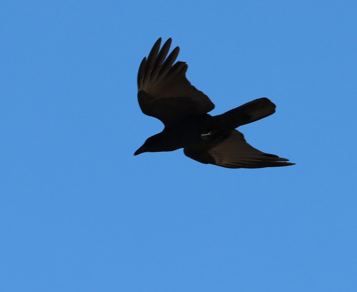 Fish Crow - ML588360881