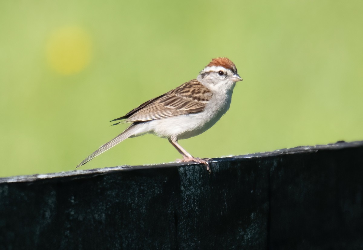 Chipping Sparrow - ML588361661