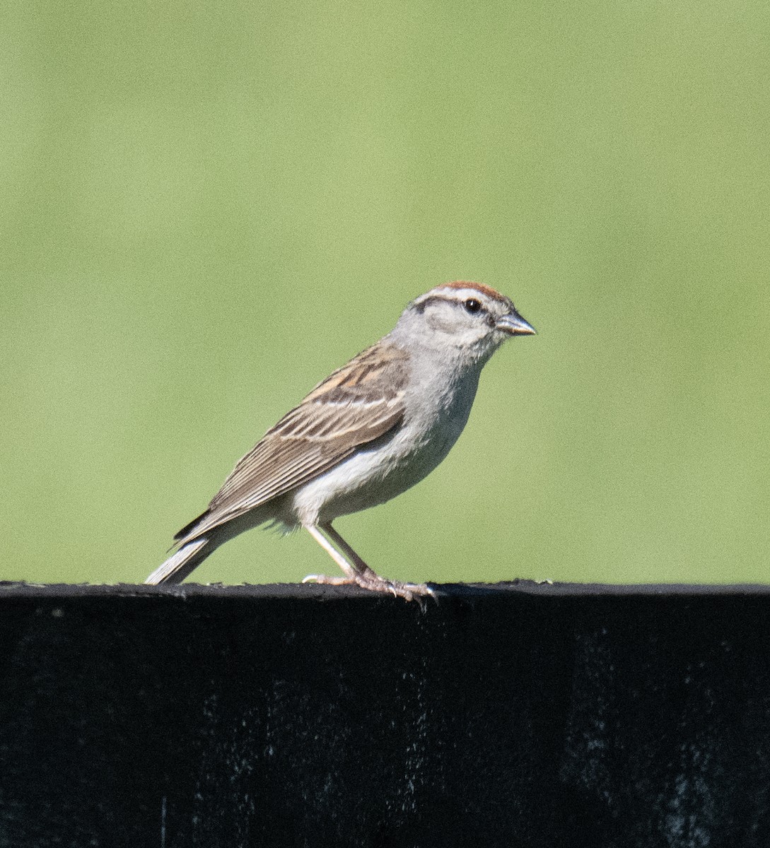 Chipping Sparrow - ML588361851