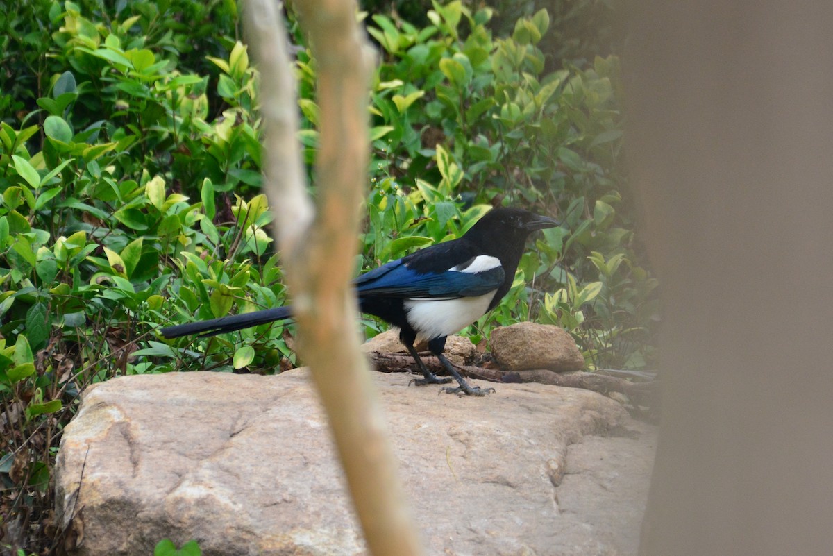 Oriental Magpie - ML588362681