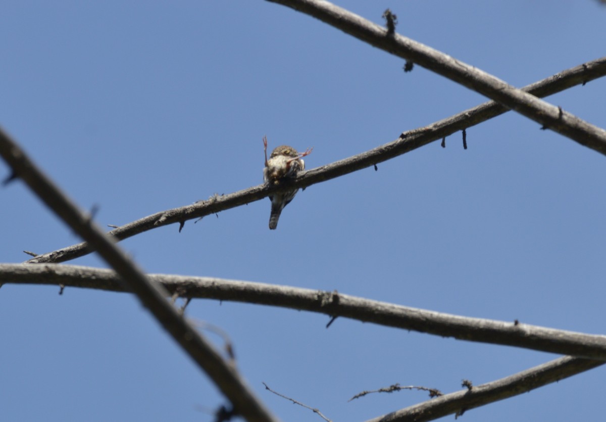 Northern Pygmy-Owl - ML588362711