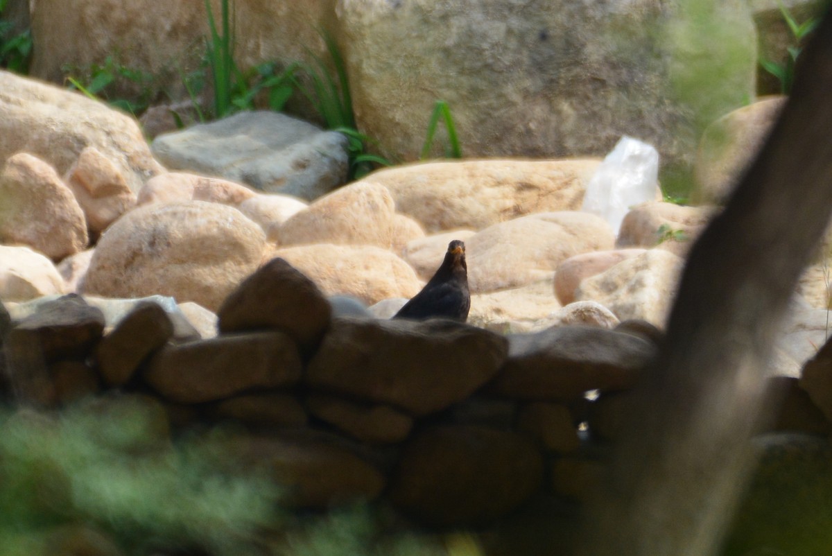 Chinese Blackbird - ML588362851