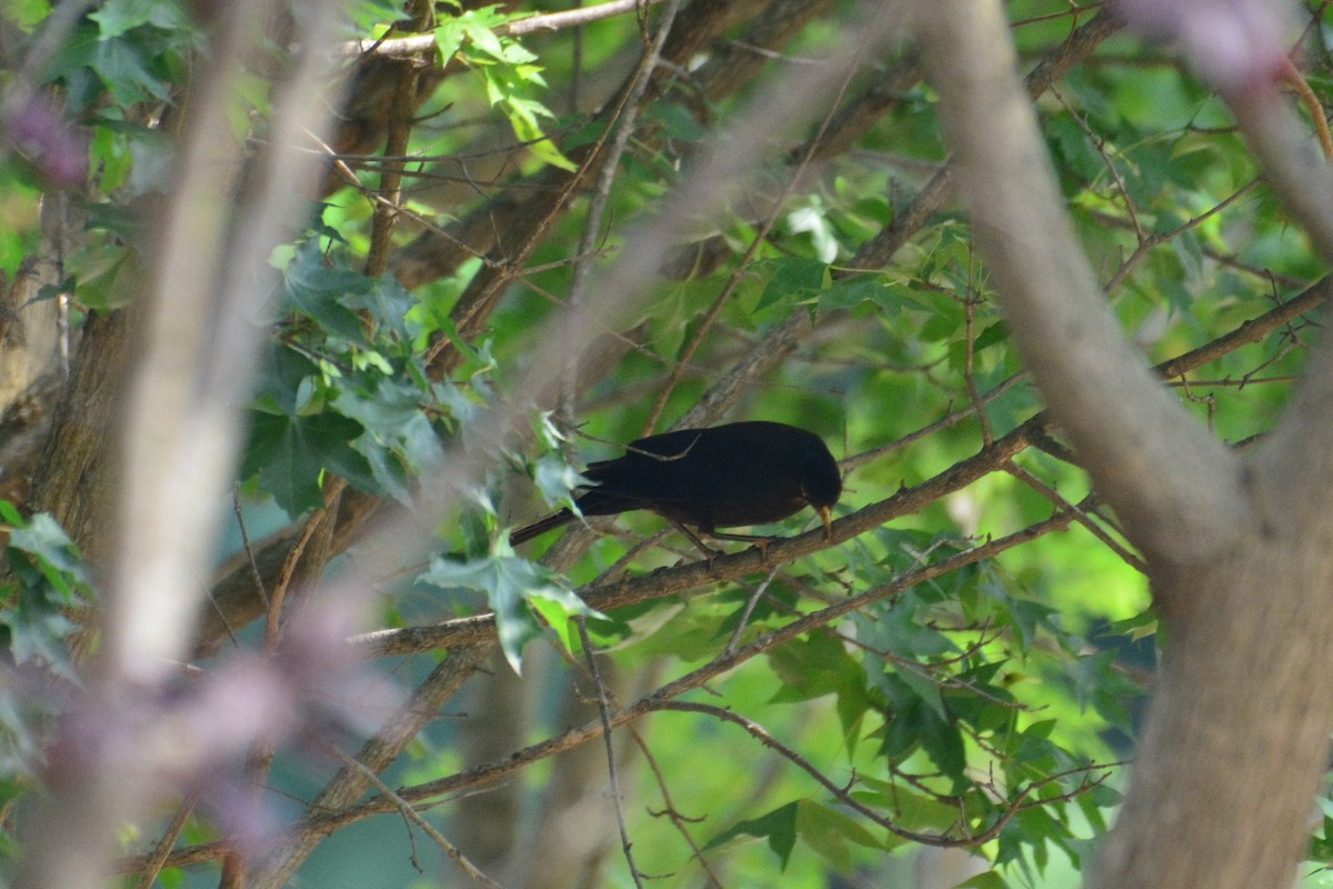 Chinese Blackbird - ML588362861