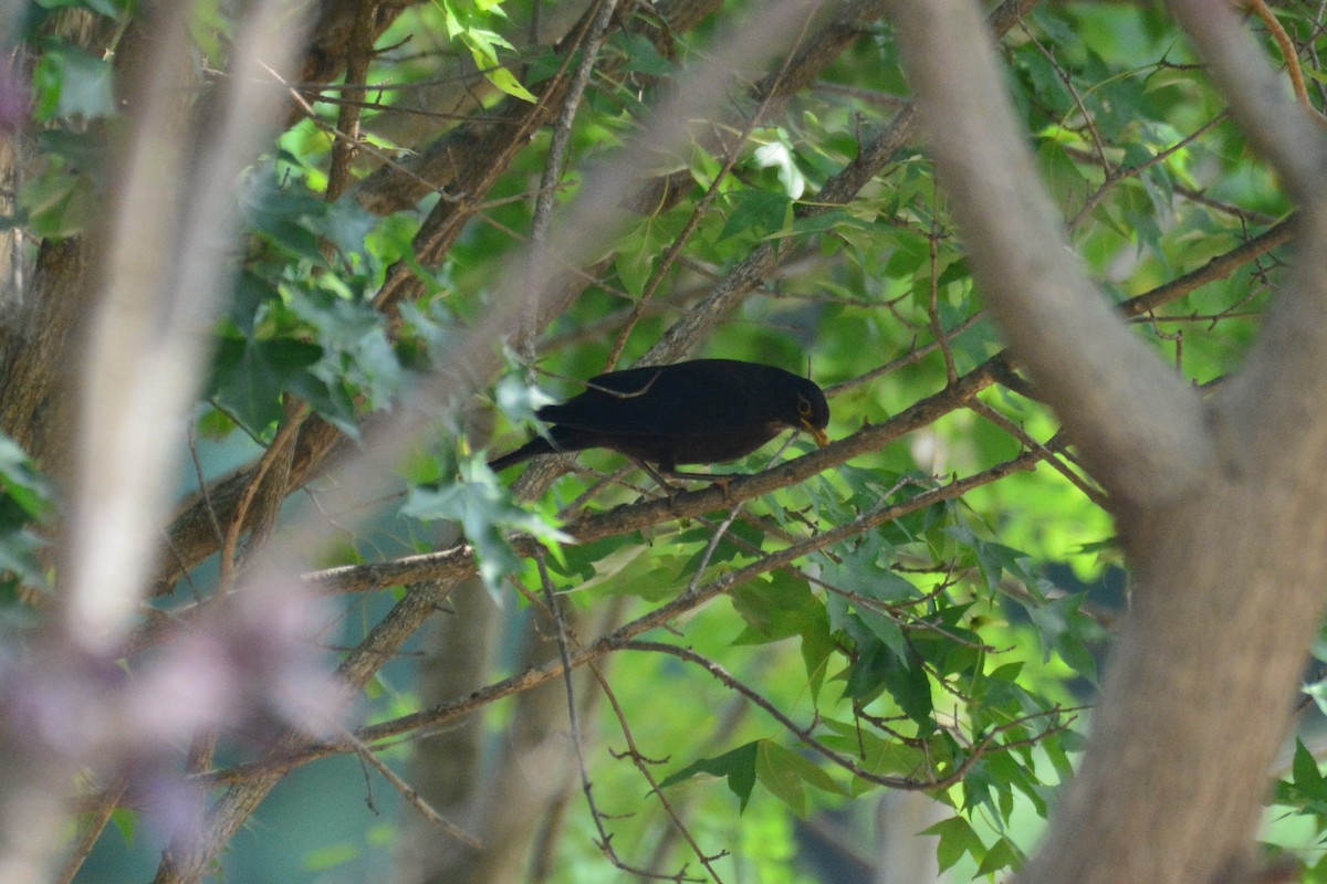 Chinese Blackbird - ML588362881