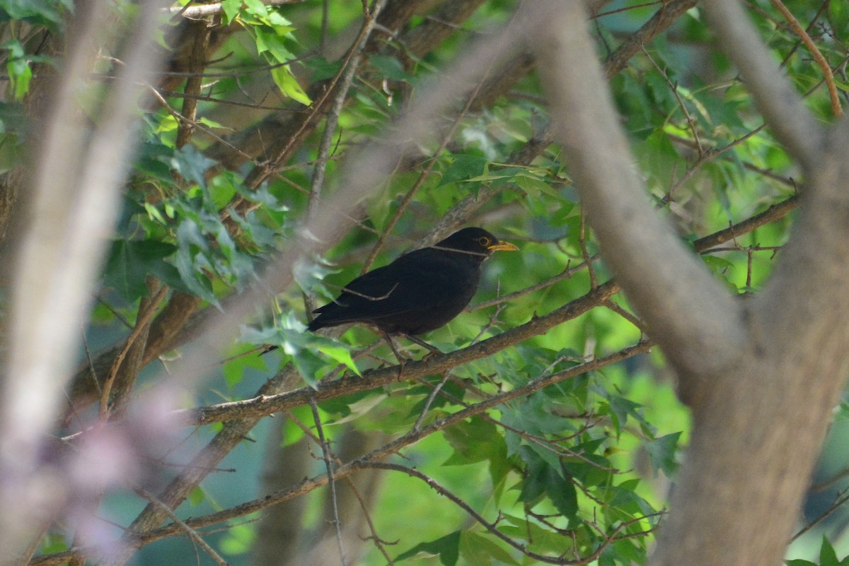 Chinese Blackbird - ML588362891