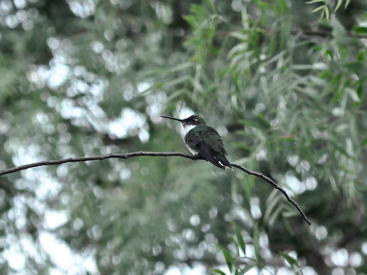 White-throated Hummingbird - ML58836321