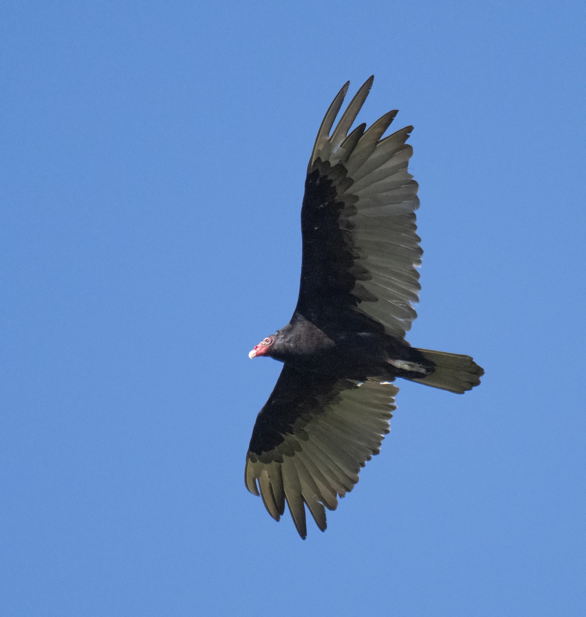 Turkey Vulture - ML588365171